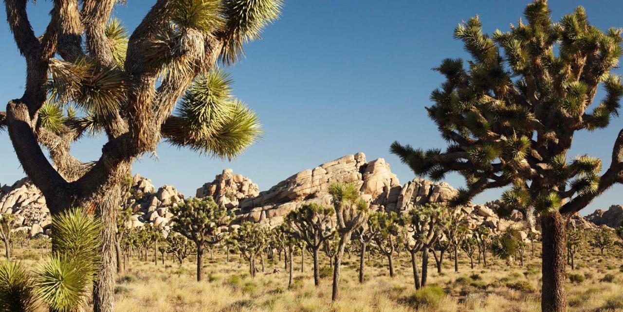 Apartamento Casa De Frank Joshua Tree Exterior foto